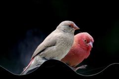 Amarante du Sénégal