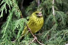 Serin d'Abyssinie