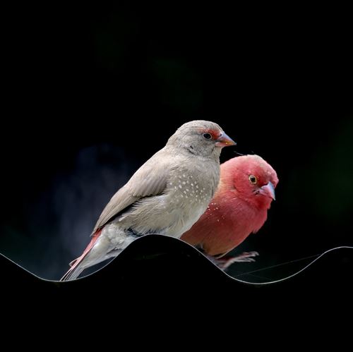 Amarente du Sénégal
