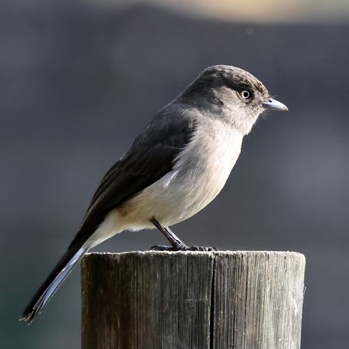 gobe mouche chocolat