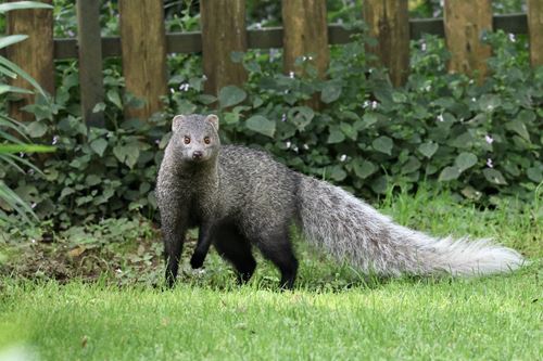 Mangouste à queue blanche