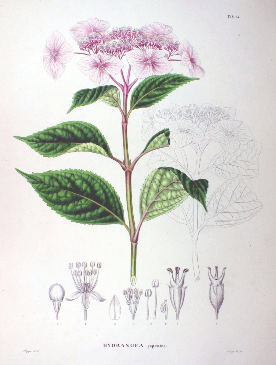 Hortensia